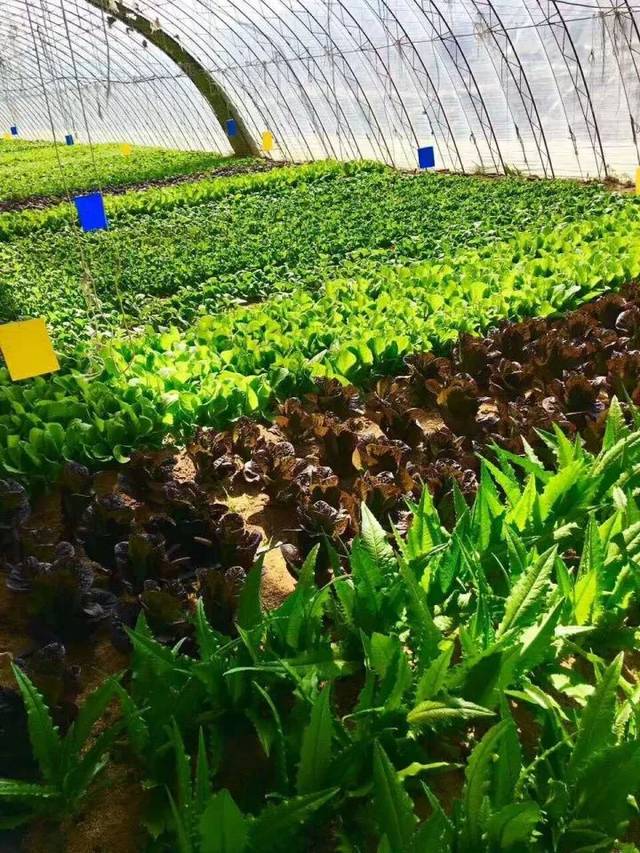 【嗨玩金秋】國慶莊河游玩指南之&ldquo;親子、采摘之旅&rdquo;