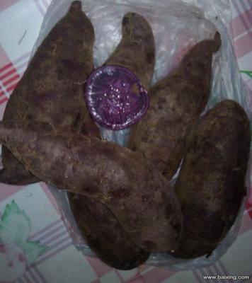 【圖】- 出售優質紫薯、紅薯 - 大連莊河食品/農產品 - 百姓網