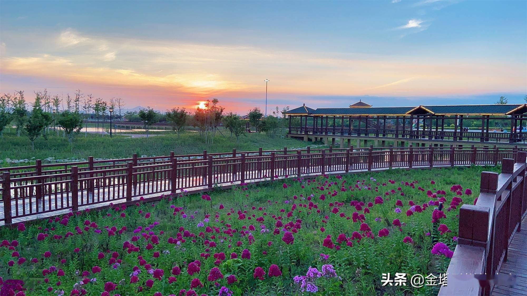 「青山綠水」遼寧莊河市:花海醉人 綻放美麗