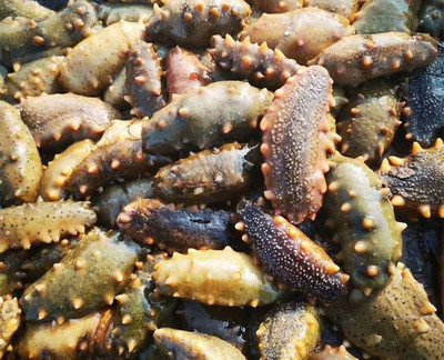 大連莊河海王九島南海度假村酒店,觀海鷗海景,海鮮每頓不重樣!