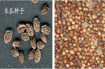 【莊河市堿茅草種子什么價格】價格,廠家,其他種子、種苗-搜了網