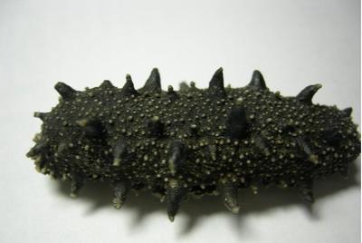 供應莊河海參苗莊河海參苗