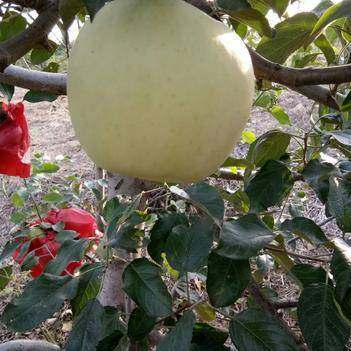 莊河農產品批發供應商王桂花——惠農網電腦版助力農業騰飛