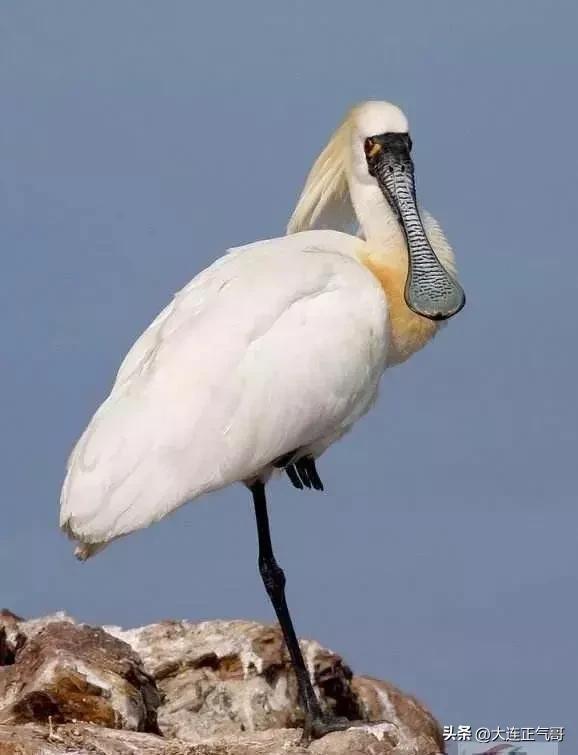 莊河大骨雞的興衰與振興之路