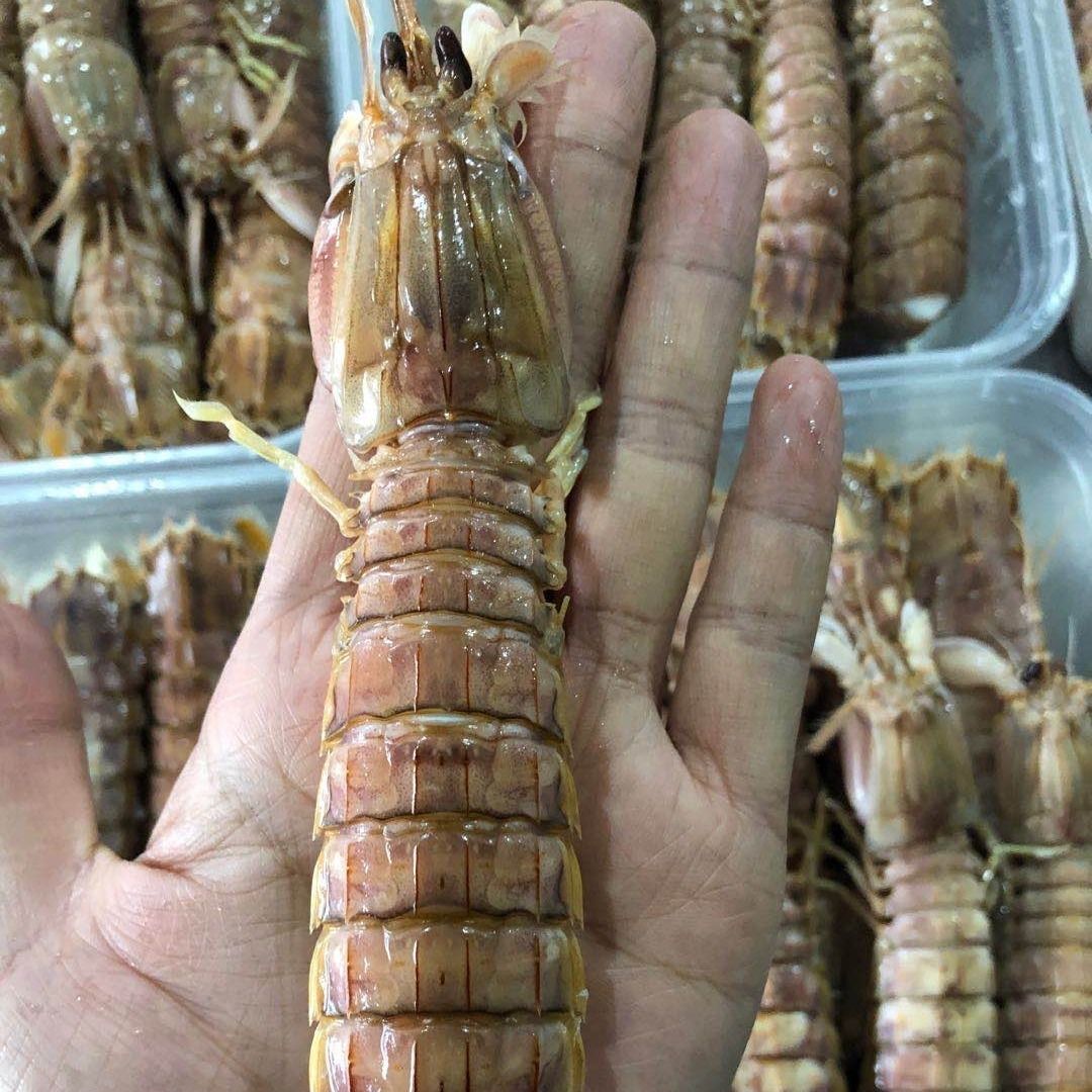 皮皮蝦 | 莊河蝦爬老好吃了，一般人我不告訴他