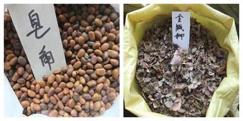 莊河市魯梅克斯種子市場(chǎng)行情 價(jià)格、廠家及選購指南