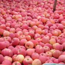 大連莊河市產(chǎn)品與服務(wù)大全 一座濱海城市的產(chǎn)業(yè)風(fēng)采